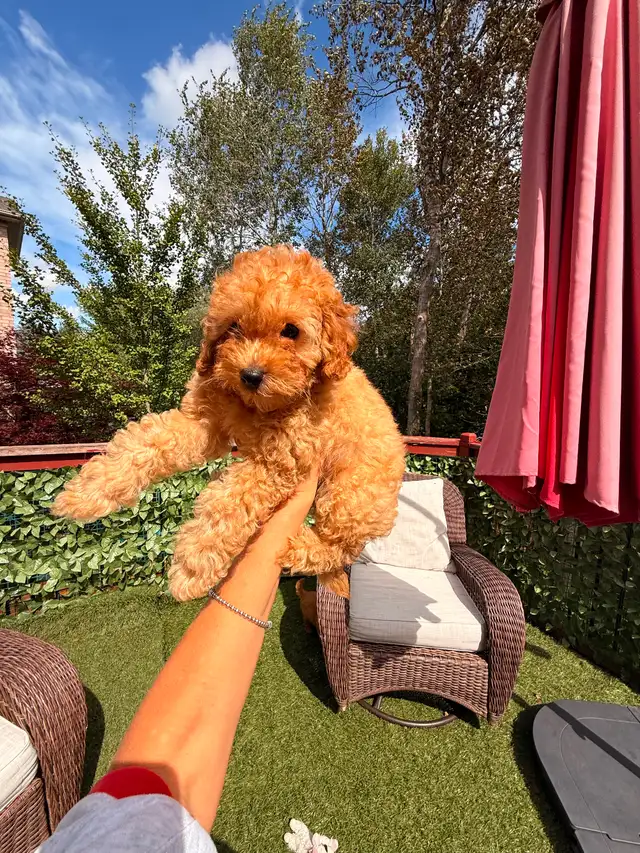 Toy poodle puppies in Dogs & Puppies for Rehoming in City of Toronto - Image 6