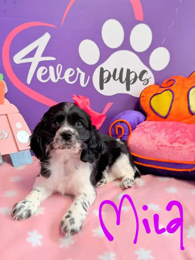 Cocker spaniel prêt mai 25 in Dogs & Puppies for Rehoming in West Island - Image 7