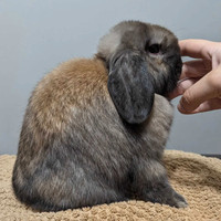 Purebred Male Holland Lop