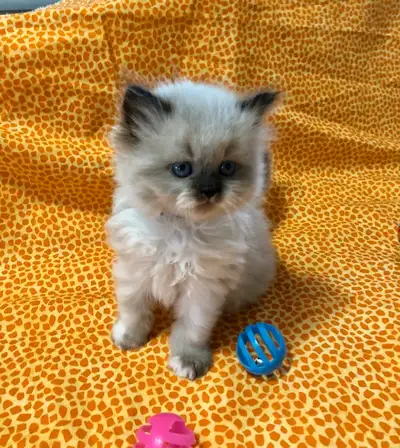 LAST 1- Adorable Pure Himalayan Kittens available April 17th just in time for EASTER. 1 Female avail...