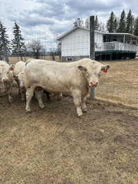 Yearling and Two Year Old Charolais Bulls For Sale 