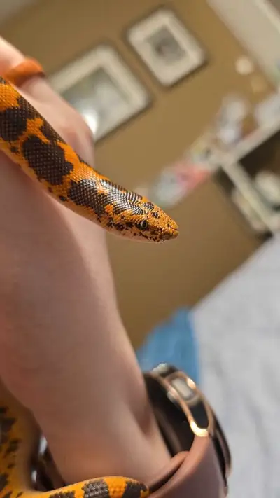 Male Kenyan Sand Boa, View more