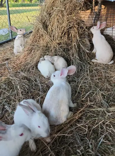 Very friendly bunnies! Mini rex X NZ born May 31 & Jun 10 Rex X NZ born July 11
