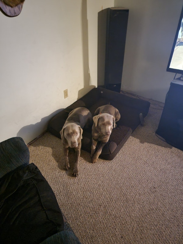 Silver Lab Puppies Dogs & Puppies for Rehoming Edmonton Kijiji