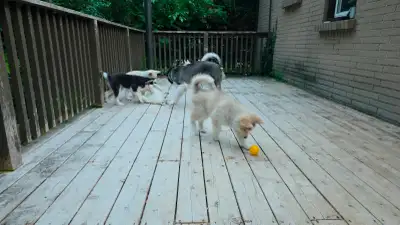 Husky x white shepherd mix pups for sale, View more