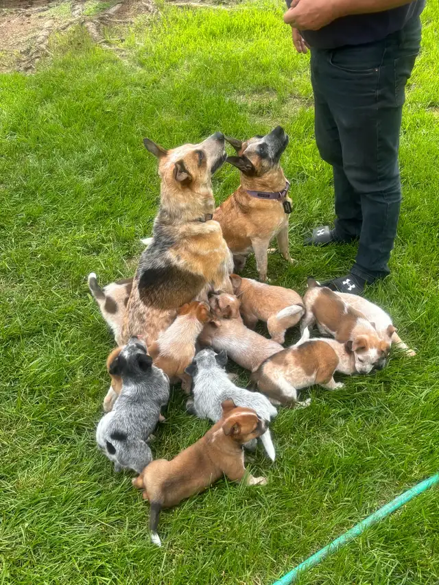 Heeler puppies in Dogs & Puppies for Rehoming in St. Albert - Image 10