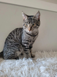 Handsome sweet 1yr old tabby cat needs a loving home!