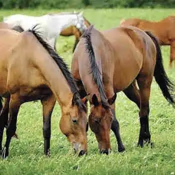 Pasture Board Available – $350/month – 2 Minutes from Calgary, View more
