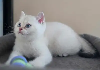 Petits boules de poile. Chatons British Shorthair à vendre, View more