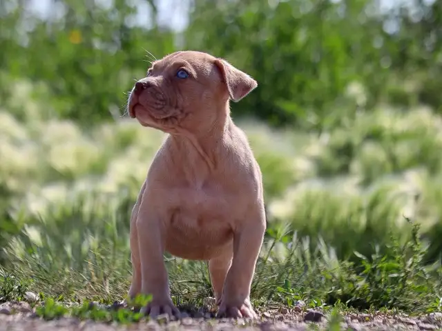 XL Bulldogs ABKC in Dogs & Puppies for Rehoming in City of Toronto - Image 5