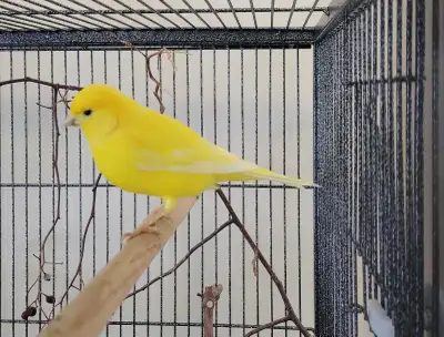 female canari for sale, View more