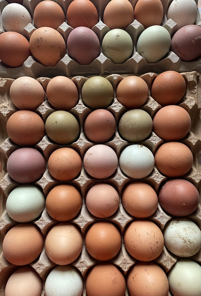 Hatching Eggs in Livestock in Mississauga / Peel Region - Image 2