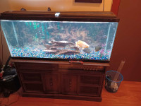 55 gallon