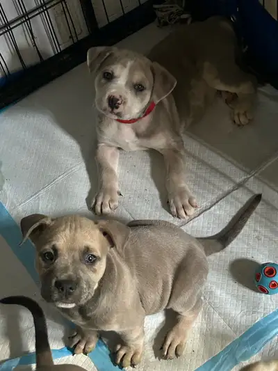 puppies looking for 4ever homes!!, View more