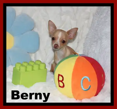 ❤️Chihuahua Berny mâle blond fera 5 lb adulte .Adeja recu toute c est vaccin pour l année . MimiChih...
