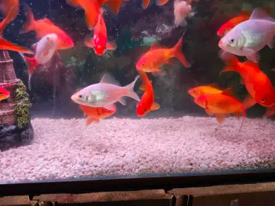 Pond Fish Available, View more