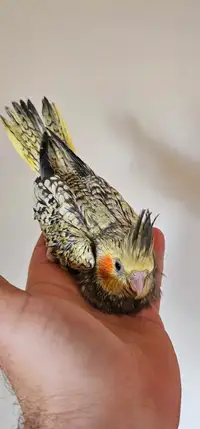 Baby cockatiel 