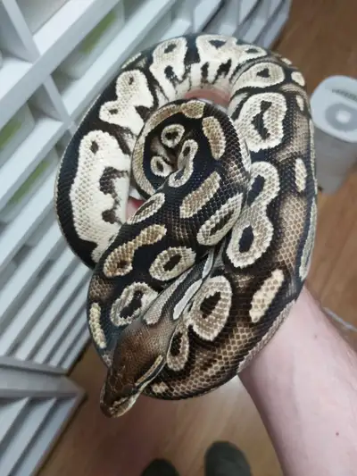 Adultes femelles Ball Python, View more