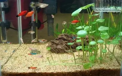 Very beautiful aquarium plants for sale, View more