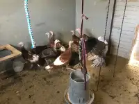 Turkey eggs and poults! 