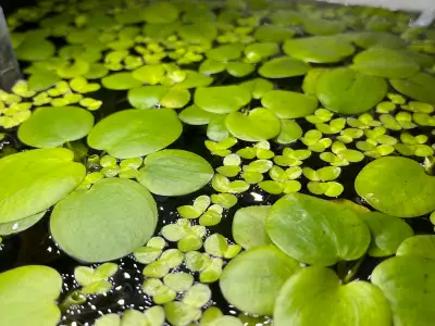 Frogbit and large duckweed, View more