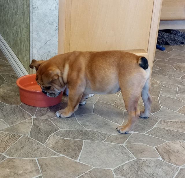 British Bulldog Females, puppy and 2yr old in Dogs & Puppies for Rehoming in Edmonton - Image 4
