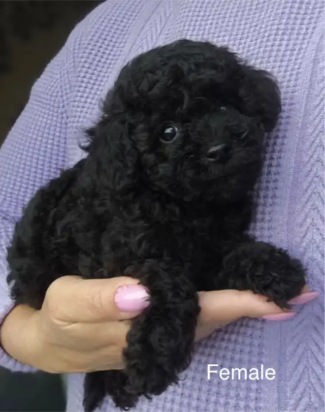 Pure  toy poodles in Dogs & Puppies for Rehoming in City of Toronto - Image 6