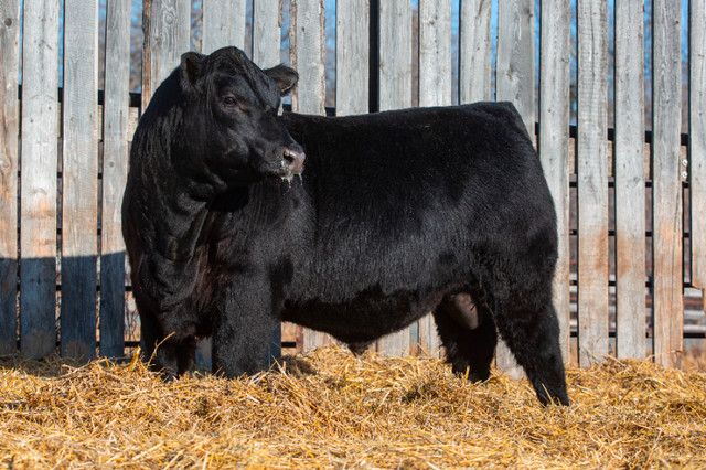 DOUBLE 'F' CATTLE CO. 15TH ANNUAL BULL SALE in Livestock in Prince Albert - Image 2
