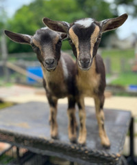 BABY GOATS G. O. A. T. FOR PARTY RENT 