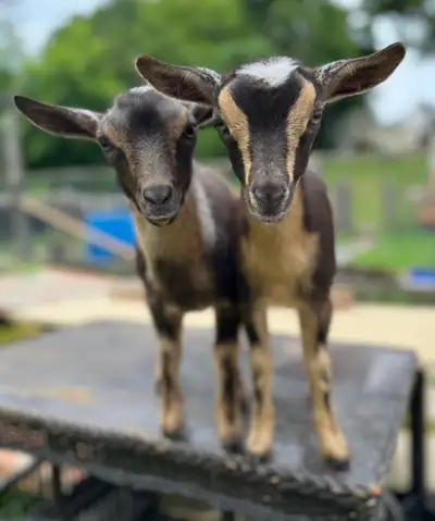 BABY GOATS G. O. A. T. FOR PARTY RENT , View more