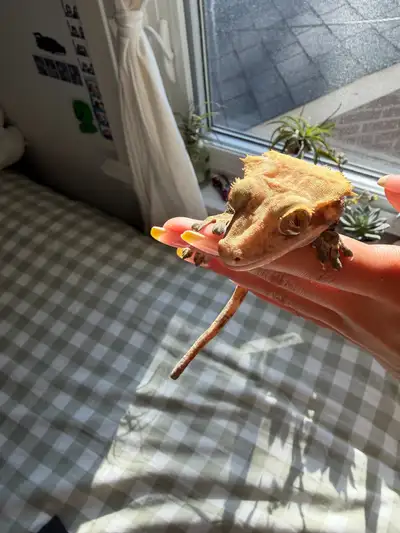 gecko rehoming, View more
