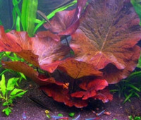 Red tiger lotus ( zymphaea Zenkeri) Aquarium plant