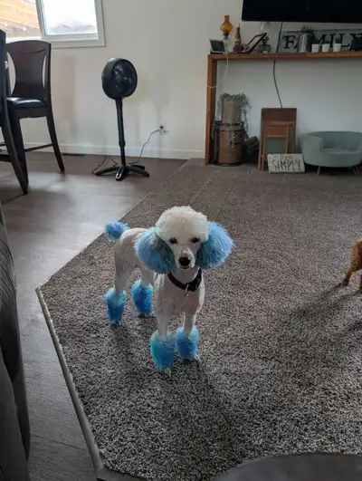 CKC health tested and cleared toy/ miniature poodles, View more