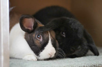 Two rabbits for rehoming 