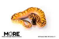 *NEW* Baby Ball Pythons for Sale!