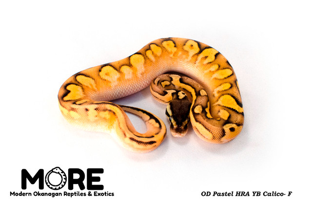 *NEW* Baby Ball Pythons for Sale! in Reptiles & Amphibians for Rehoming in Kelowna