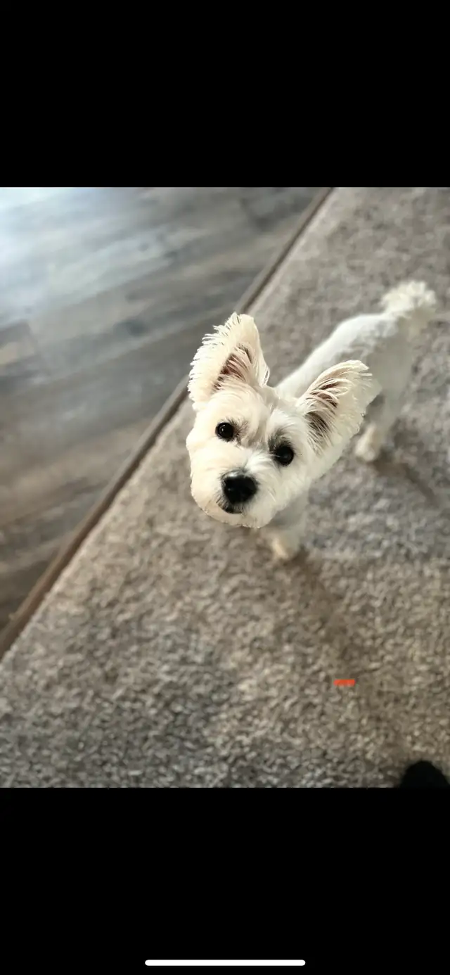 WESTIE PUPS in Dogs & Puppies for Rehoming in Richmond - Image 9