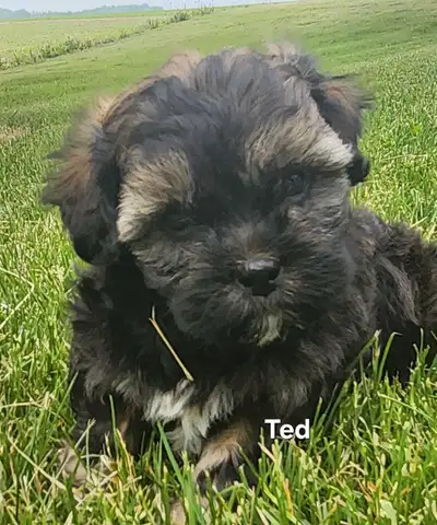 shihpoo puppies, View more