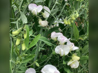 Perennial Sweet Pea Vine Climber Plant