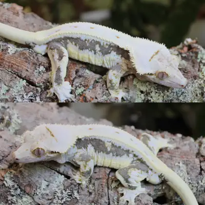 Male Proven Lilly White crestie / Gecko à Crête reproducteur, View more