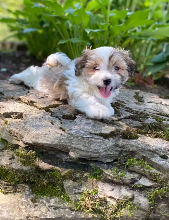 Snuggly Malshi puppies in Dogs & Puppies for Rehoming in Kitchener / Waterloo - Image 7