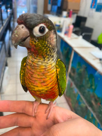 baby handfed tamed yellowsided conure on sale at TT pets