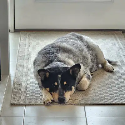 Need A Good Home For Australian Cattle Dog, View more