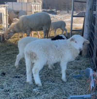Katahdin Dorper cross Sheep - Ram Lambs for sale