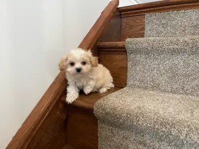 SOLD Shichon Puppy! Shih-Tzu x Bichon Frise!!, View more