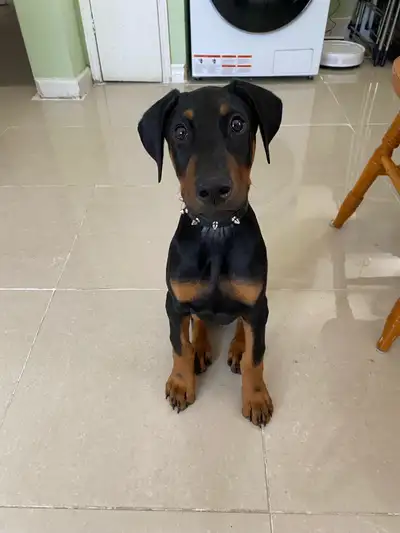 Male Doberman Puppy Looking for a Loving Home, View more