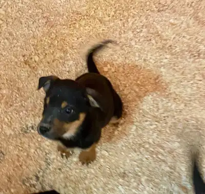 Only 2 Beautiful Puppies remaining! One male, one Female. Puppies are a Rottweiler/Doberman mixed br...