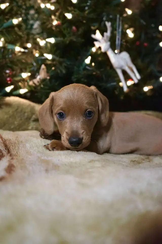 Beautiful Miniature Dachshund Puppy for Sale in Dogs & Puppies for Rehoming in Kitchener / Waterloo - Image 3