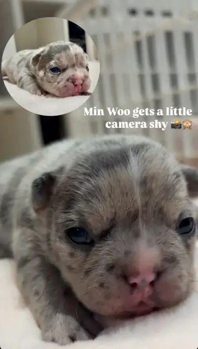 French bulldog puppies, View more