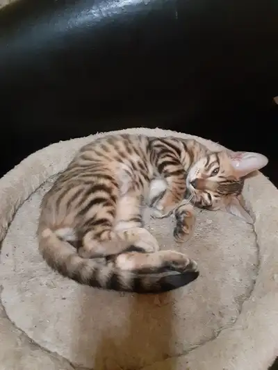 chaton bengal pure race parent sur place, View more